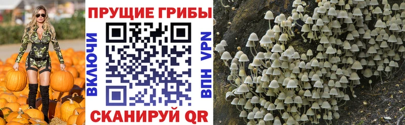 Галлюциногенные грибы MAGIC MUSHROOMS Шарья